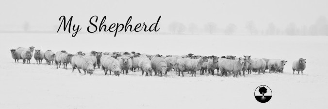 shepherd